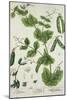 Pea, Plate from "Herbarium Blackwellianum" by the Artist, 1757-Elizabeth Blackwell-Mounted Giclee Print