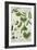 Pea, Plate from "Herbarium Blackwellianum" by the Artist, 1757-Elizabeth Blackwell-Framed Giclee Print