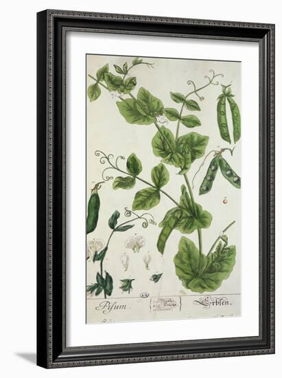 Pea, Plate from "Herbarium Blackwellianum" by the Artist, 1757-Elizabeth Blackwell-Framed Giclee Print