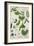 Pea, Plate from "Herbarium Blackwellianum" by the Artist, 1757-Elizabeth Blackwell-Framed Giclee Print