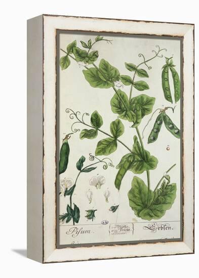 Pea, Plate from "Herbarium Blackwellianum" by the Artist, 1757-Elizabeth Blackwell-Framed Premier Image Canvas