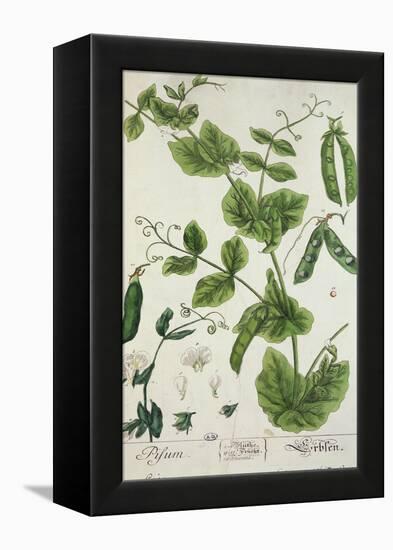 Pea, Plate from "Herbarium Blackwellianum" by the Artist, 1757-Elizabeth Blackwell-Framed Premier Image Canvas