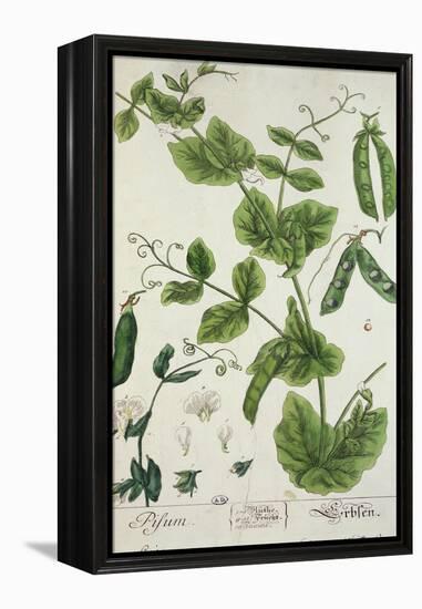 Pea, Plate from "Herbarium Blackwellianum" by the Artist, 1757-Elizabeth Blackwell-Framed Premier Image Canvas