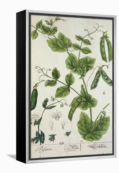 Pea, Plate from "Herbarium Blackwellianum" by the Artist, 1757-Elizabeth Blackwell-Framed Premier Image Canvas