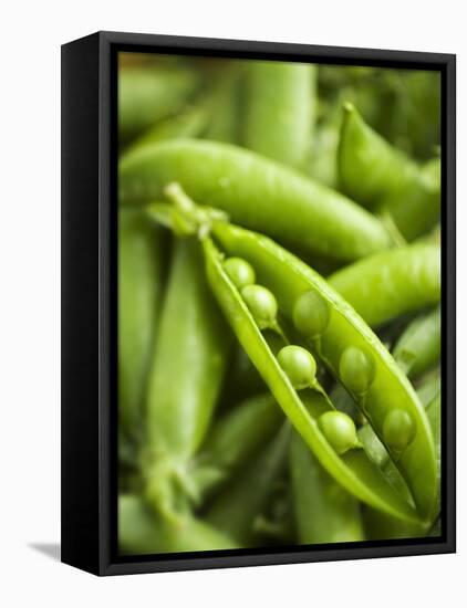 Pea Pods, One Open-Greg Elms-Framed Premier Image Canvas