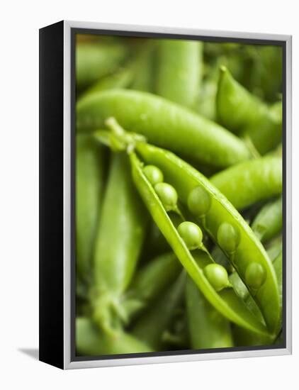 Pea Pods, One Open-Greg Elms-Framed Premier Image Canvas