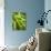 Pea Pods, One Open-Greg Elms-Photographic Print displayed on a wall