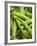 Pea Pods, One Open-Greg Elms-Framed Photographic Print