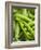 Pea Pods, One Open-Greg Elms-Framed Photographic Print