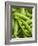 Pea Pods, One Open-Greg Elms-Framed Photographic Print