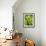 Pea Pods, One Open-Greg Elms-Framed Photographic Print displayed on a wall