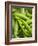 Pea Pods, One Open-Greg Elms-Framed Photographic Print