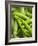 Pea Pods, One Open-Greg Elms-Framed Photographic Print