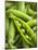 Pea Pods, One Open-Greg Elms-Mounted Photographic Print