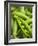 Pea Pods, One Open-Greg Elms-Framed Photographic Print