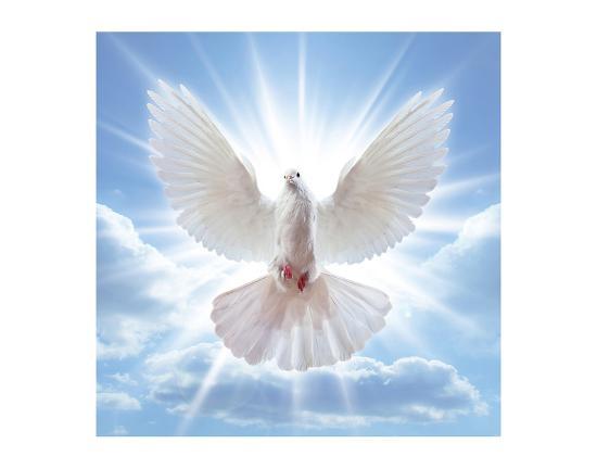 Peace Dove In Front Of The Sun Art Print Art Com