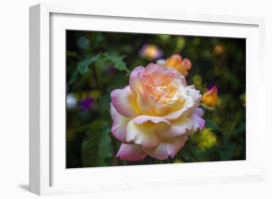 Peace Flower-Matias Jason-Framed Photographic Print