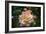 Peace Flower-Matias Jason-Framed Photographic Print