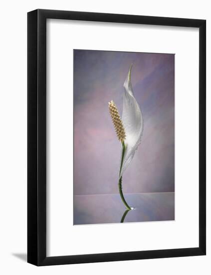 Peace Lily-Scott Peck-Framed Art Print