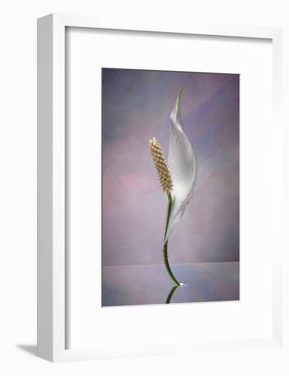 Peace Lily-Scott Peck-Framed Art Print