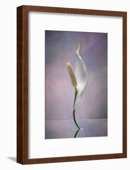 Peace Lily-Scott Peck-Framed Art Print