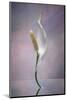 Peace Lily-Scott Peck-Mounted Art Print