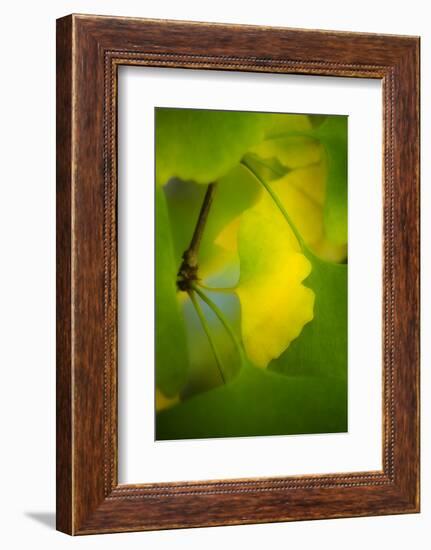 Peace Sign-Philippe Sainte-Laudy-Framed Photographic Print