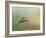 Peaceful Day with a Hummingbird-Jai Johnson-Framed Giclee Print