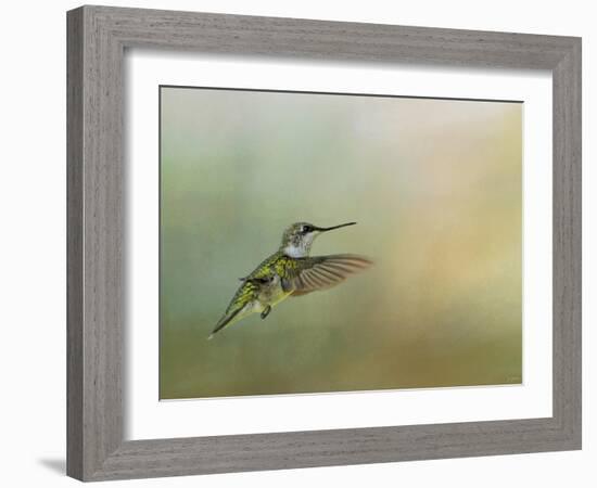 Peaceful Day with a Hummingbird-Jai Johnson-Framed Giclee Print