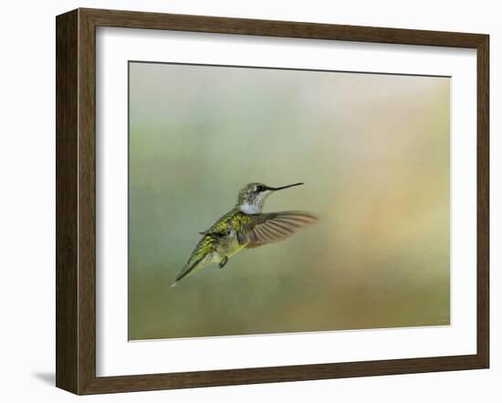 Peaceful Day with a Hummingbird-Jai Johnson-Framed Giclee Print