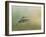 Peaceful Day with a Hummingbird-Jai Johnson-Framed Giclee Print