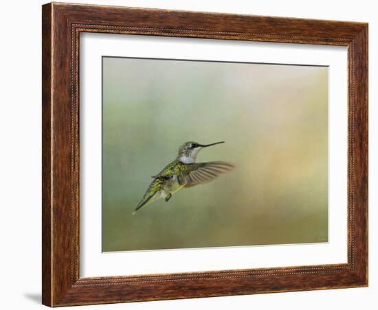 Peaceful Day with a Hummingbird-Jai Johnson-Framed Giclee Print