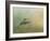 Peaceful Day with a Hummingbird-Jai Johnson-Framed Giclee Print