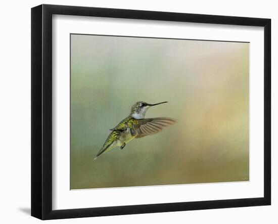 Peaceful Day with a Hummingbird-Jai Johnson-Framed Giclee Print