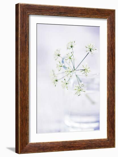 Peaceful Floral - Symphony-James Guilliam-Framed Giclee Print