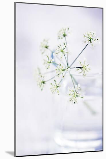 Peaceful Floral - Symphony-James Guilliam-Mounted Giclee Print