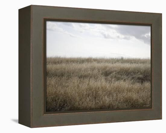 Peaceful Meadow-Nicole Katano-Framed Stretched Canvas