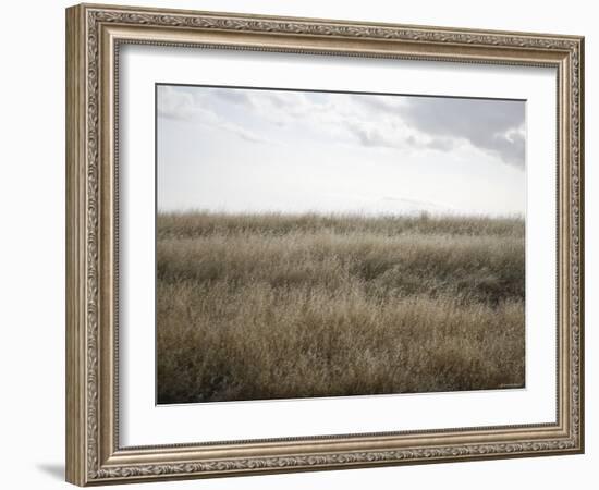 Peaceful Meadow-Nicole Katano-Framed Photo