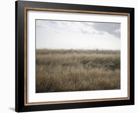 Peaceful Meadow-Nicole Katano-Framed Photo