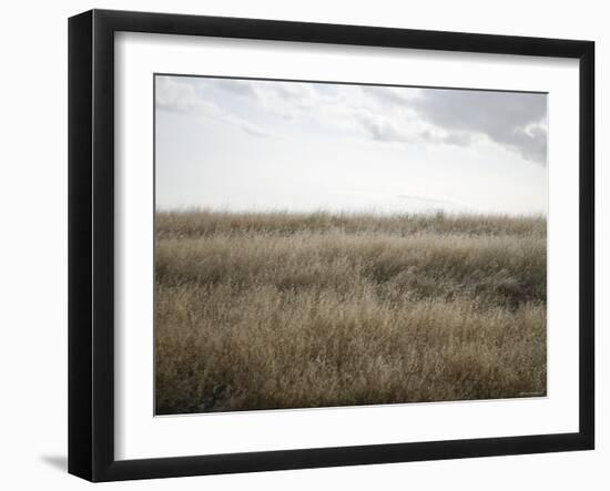 Peaceful Meadow-Nicole Katano-Framed Photo