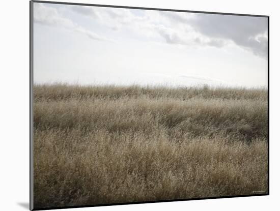 Peaceful Meadow-Nicole Katano-Mounted Photo