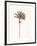 Peaceful Palm - Single-Hilary Armstrong-Framed Limited Edition