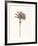 Peaceful Palm - Single-Hilary Armstrong-Framed Limited Edition