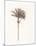 Peaceful Palm - Single-Hilary Armstrong-Mounted Limited Edition
