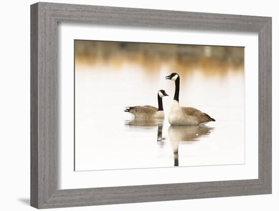 Peaceful Reflections (Canada Geese, Montana)-Jason Savage-Framed Giclee Print