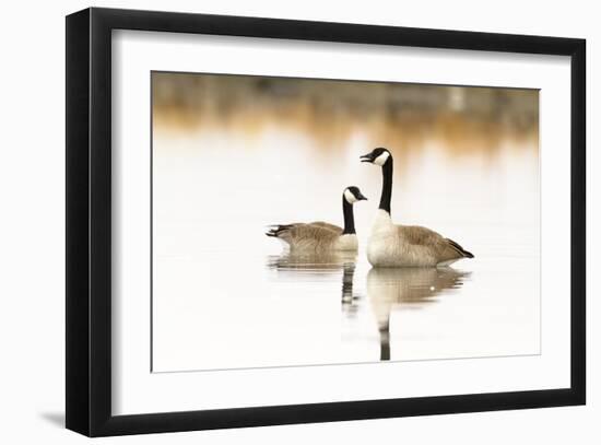 Peaceful Reflections (Canada Geese, Montana)-Jason Savage-Framed Giclee Print