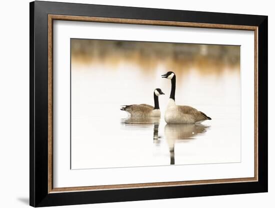 Peaceful Reflections (Canada Geese, Montana)-Jason Savage-Framed Giclee Print