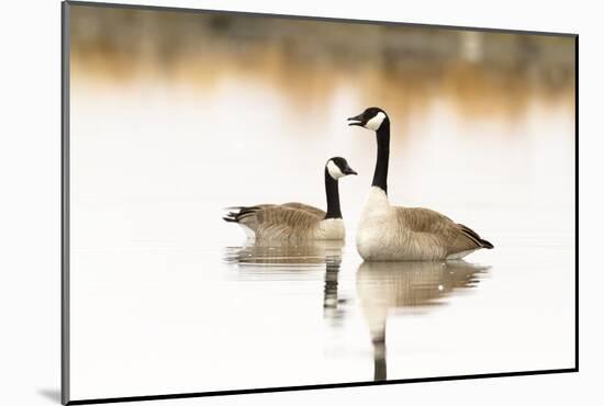 Peaceful Reflections (Canada Geese, Montana)-Jason Savage-Mounted Giclee Print