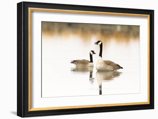 Peaceful Reflections (Canada Geese, Montana)-Jason Savage-Framed Giclee Print