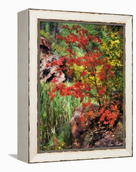 Peaceful Woods I-David Drost-Framed Premier Image Canvas